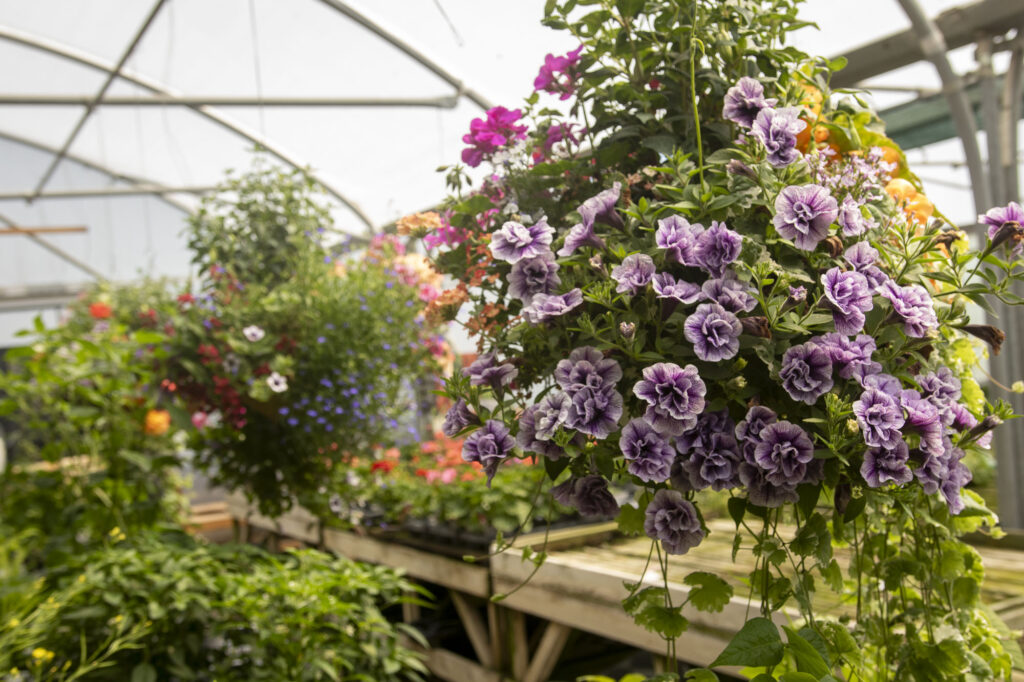 Holton Road Garden Centre